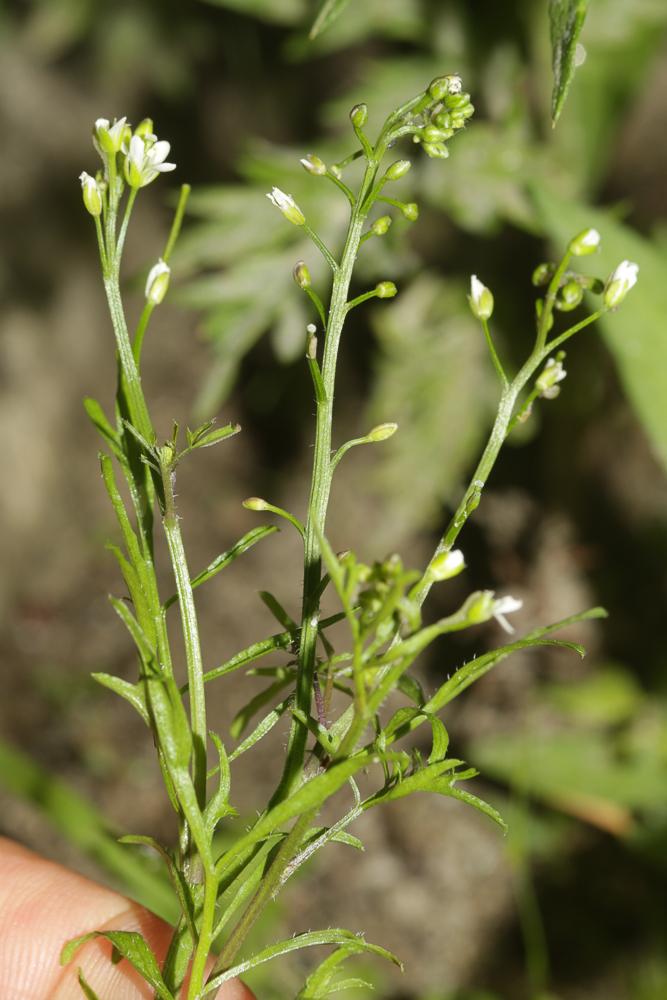 Cardamine flexueuse, Cardamine des bois Cardamine flexuosa With., 1796