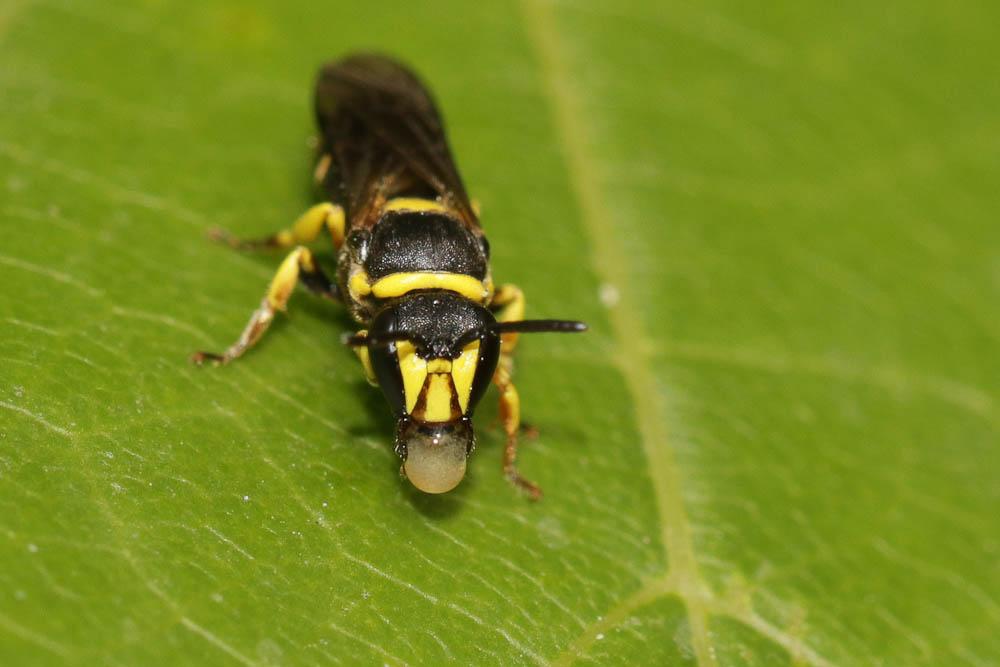  Hylaeus pictus (Smith, 1853)