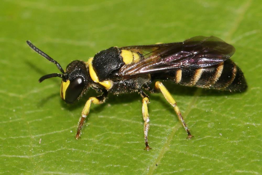 Hylaeus pictus (Smith, 1853)
