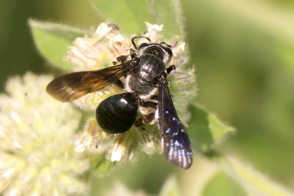  Andrena agilissima (Scopoli, 1770)