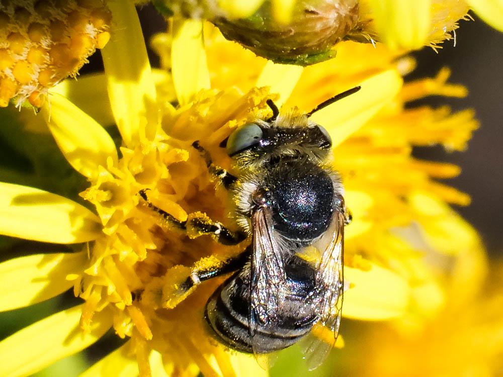 Héliophile commune Anthophora bimaculata (Panzer, 1798)