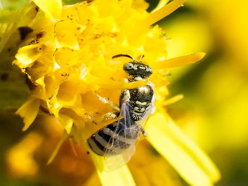  Ceylalictus variegatus (Olivier, 1789)