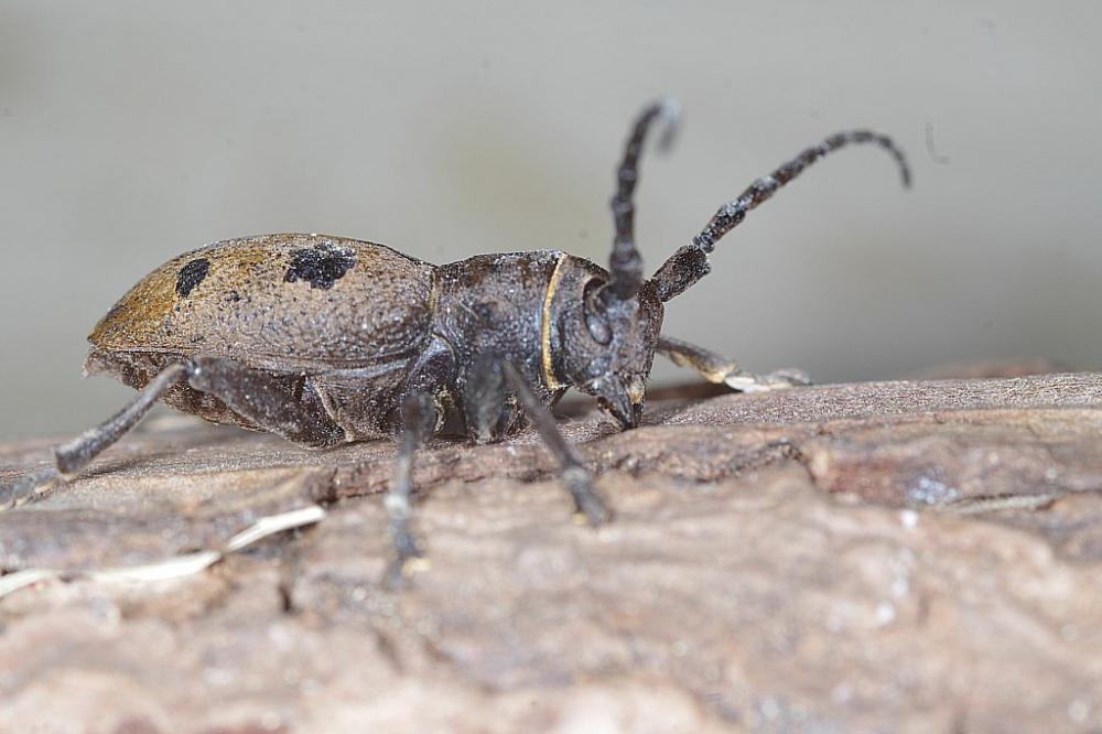 Herophila tristis (Linnaeus, 1767)
