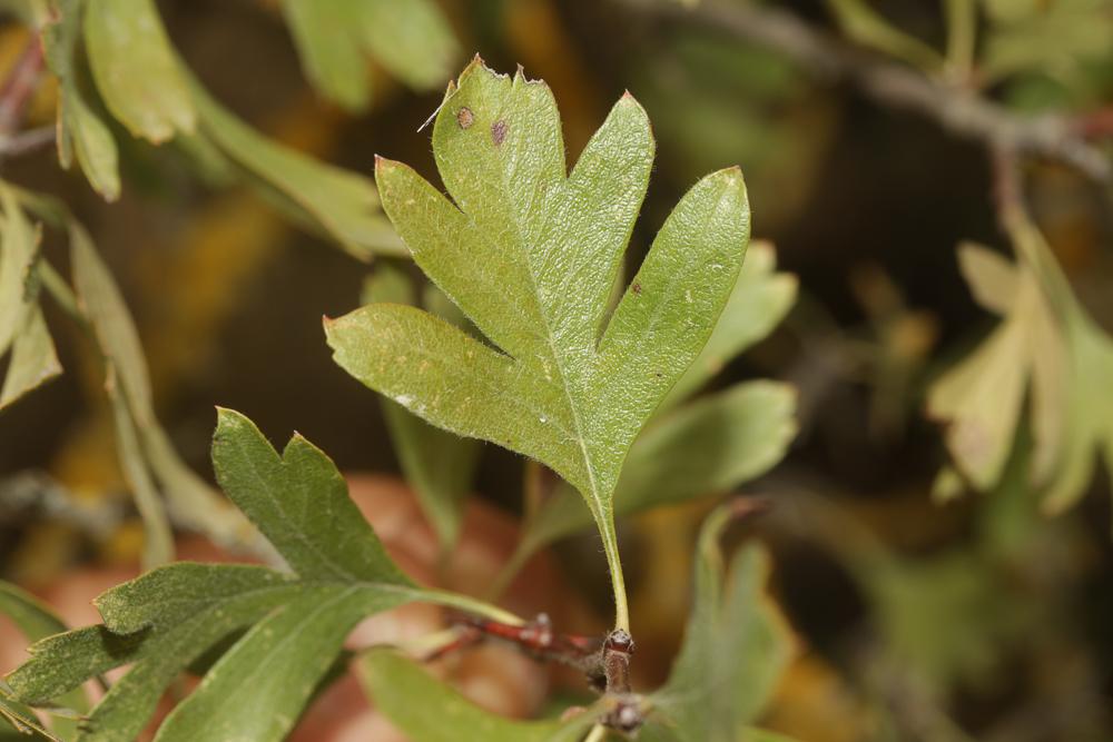 Épine d'Espagne Crataegus azarolus L., 1753