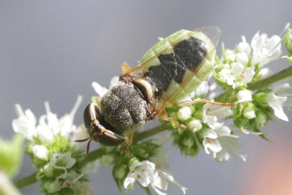  Odontomyia angulata (Panzer, 1798)