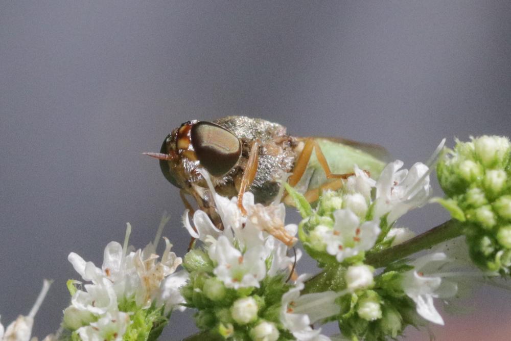 Odontomyia angulata (Panzer, 1798)