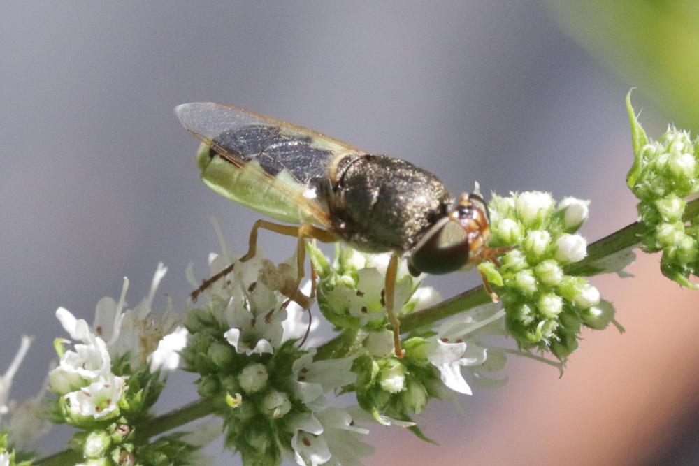  Odontomyia angulata (Panzer, 1798)