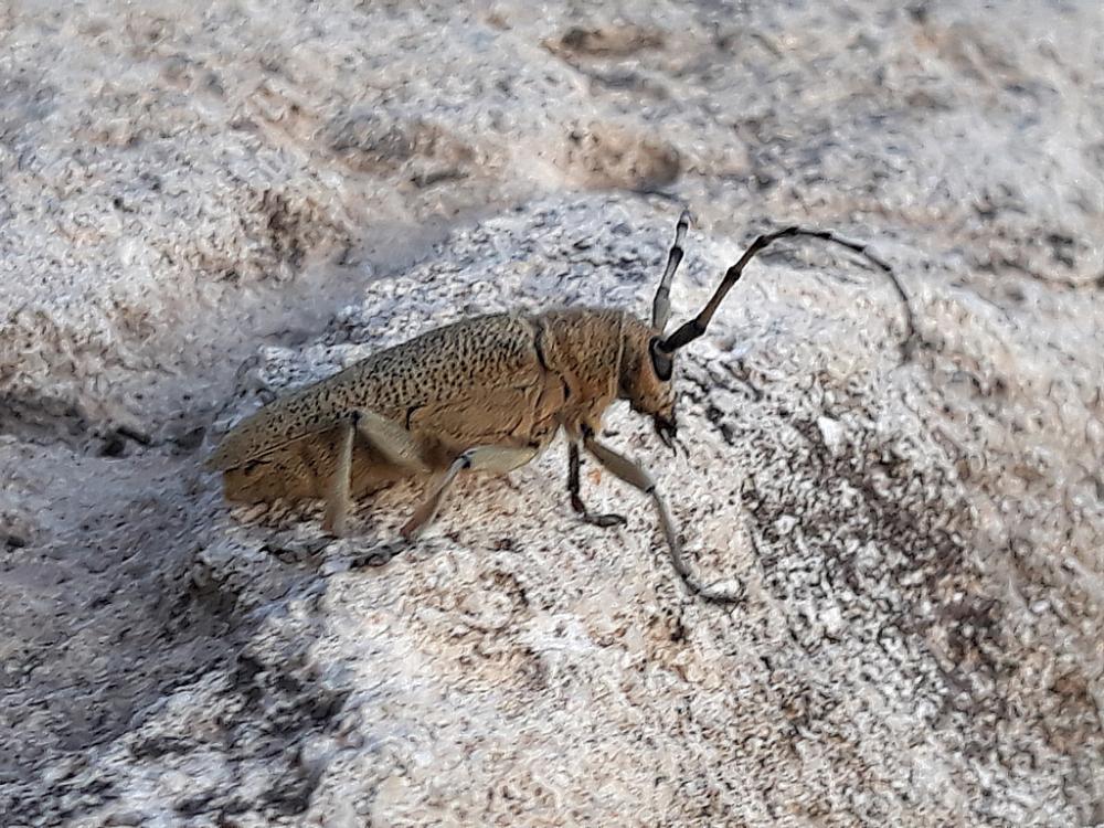 Saperda carcharias (Linnaeus, 1758)