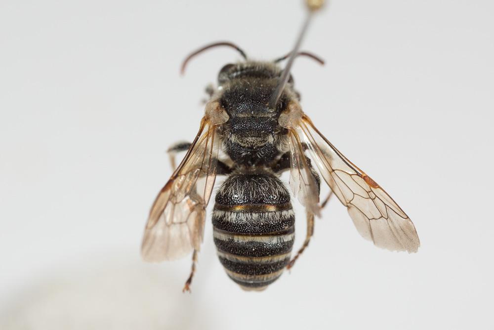  Nomiapis bispinosa (Brullé, 1832)