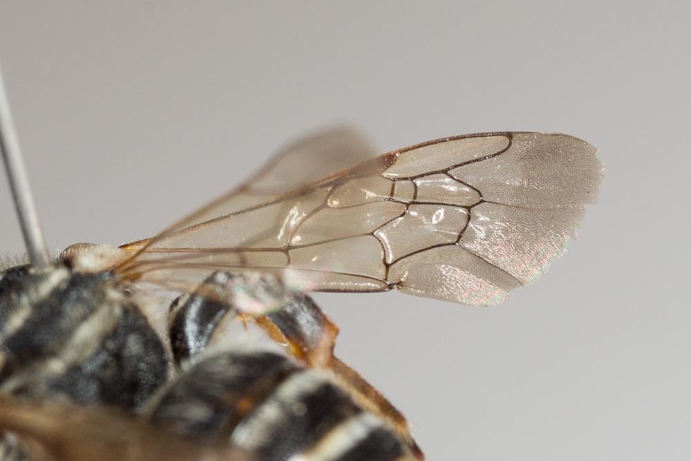  Nomiapis bispinosa (Brullé, 1832)