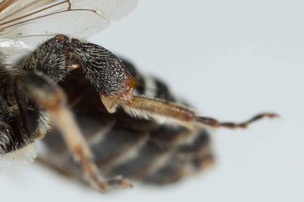  Nomiapis bispinosa (Brullé, 1832)