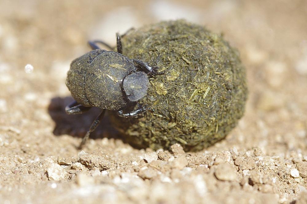 Sisyphus schaefferi schaefferi (Linnaeus, 1758)