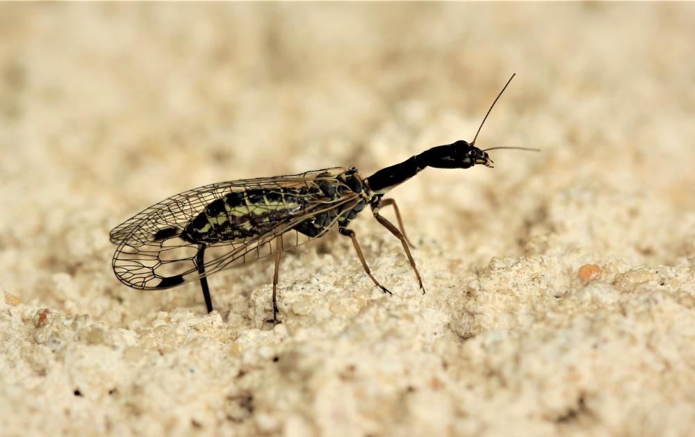 Phaeostigma notata (Fabricius, 1781)