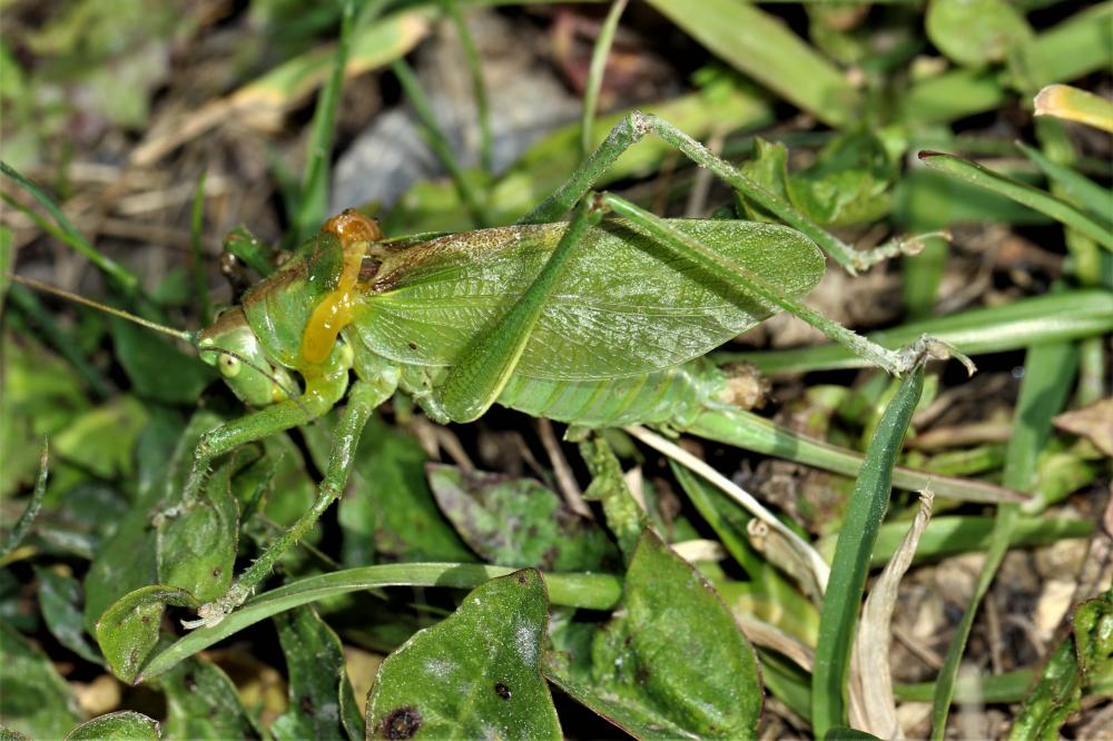 Sauterelle cymbalière, Sauterelle chanteuse Tettigonia cantans (Fuessly, 1775)