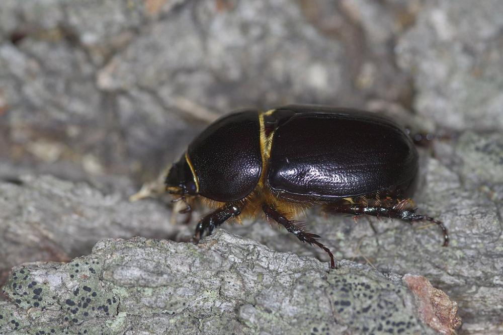  Pentodon bidens (Pallas, 1771)