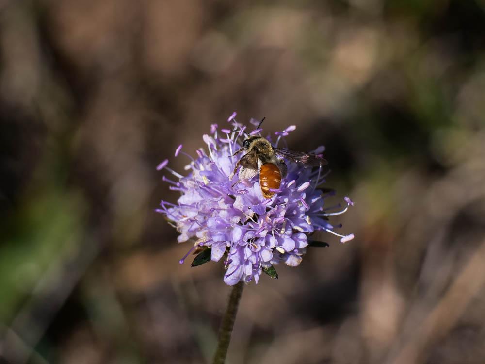 Andrena marginata Fabricius, 1776