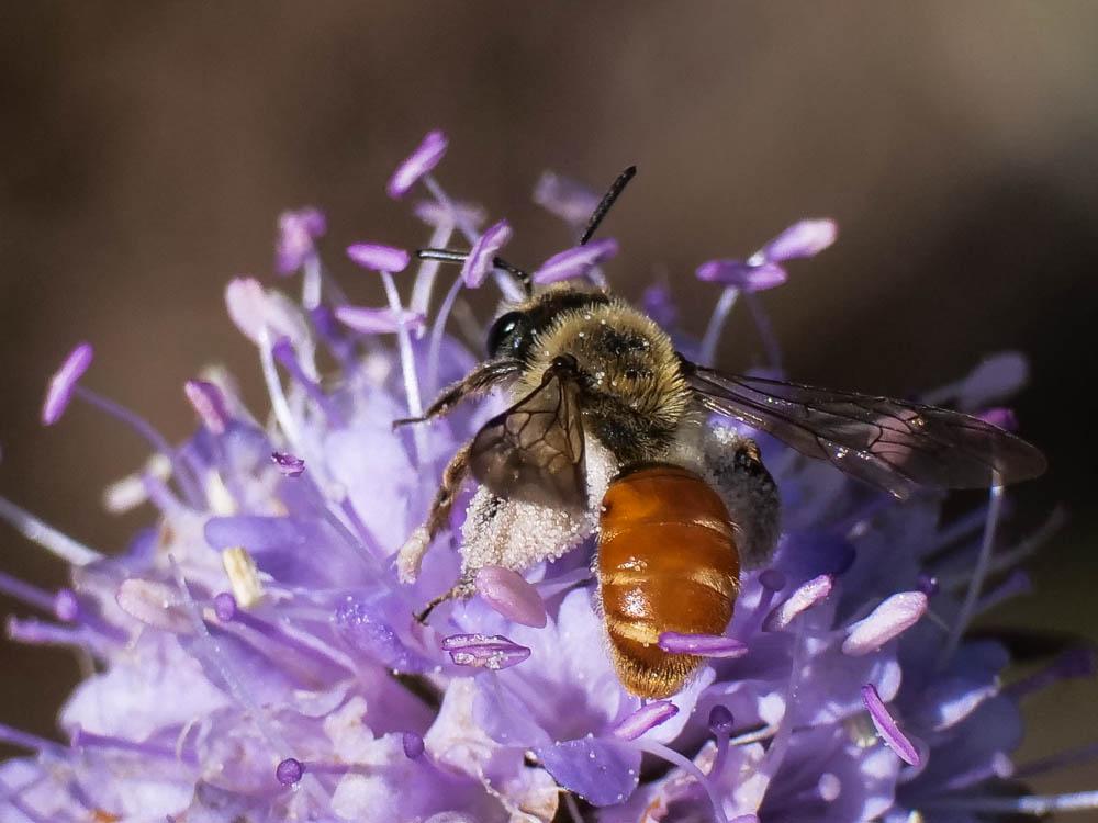 Andrena marginata Fabricius, 1776
