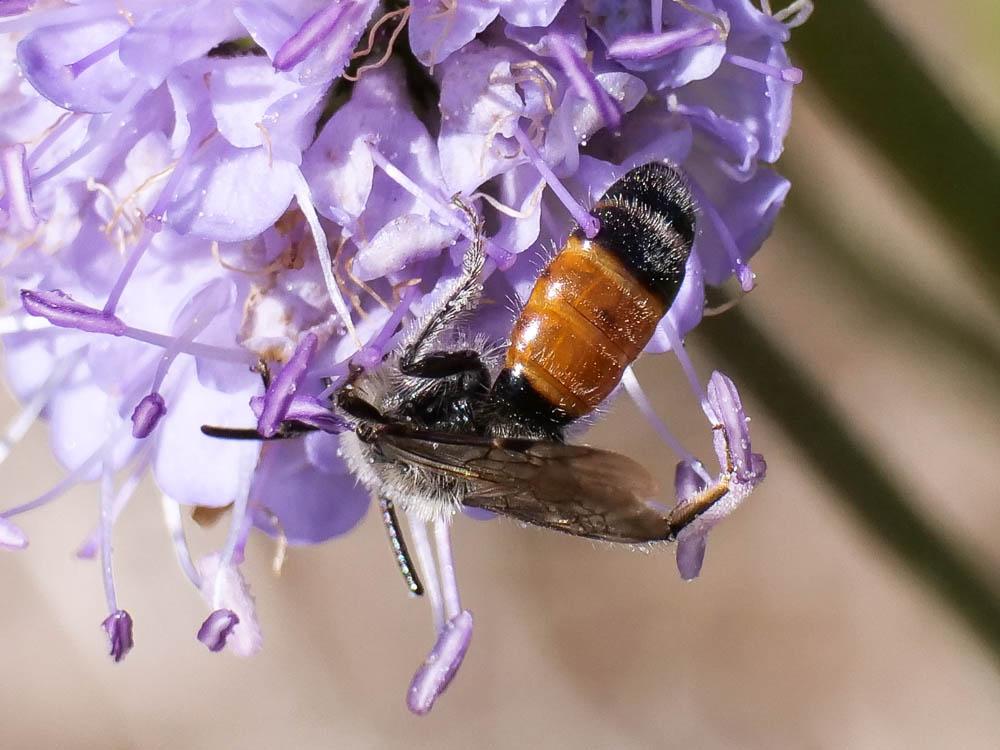  Andrena marginata Fabricius, 1776