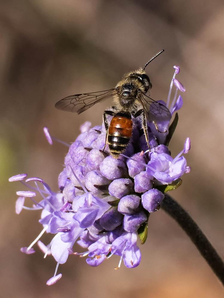 Andrena marginata Fabricius, 1776