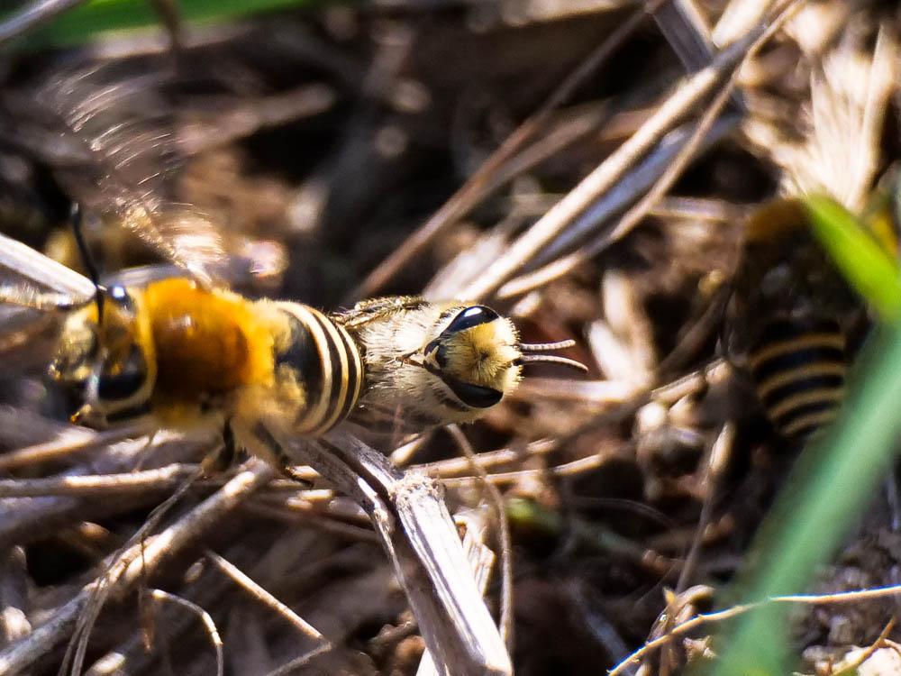 Collète du lierre Colletes hederae Schmidt & Westrich, 1993