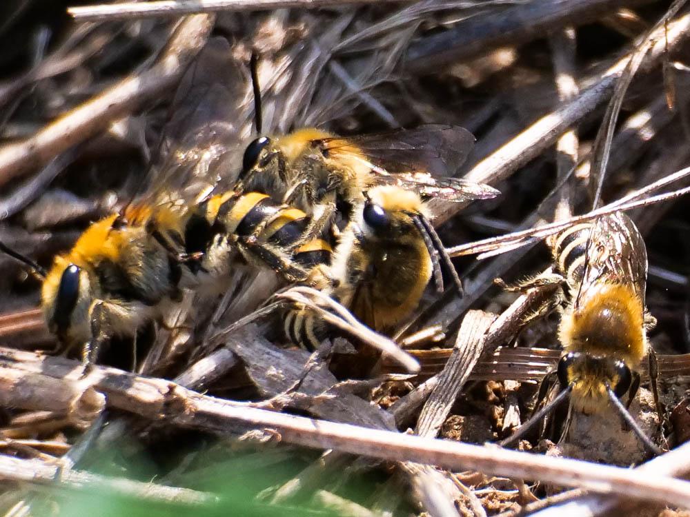 Collète du lierre Colletes hederae Schmidt & Westrich, 1993
