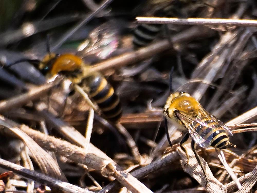 Collète du lierre Colletes hederae Schmidt & Westrich, 1993
