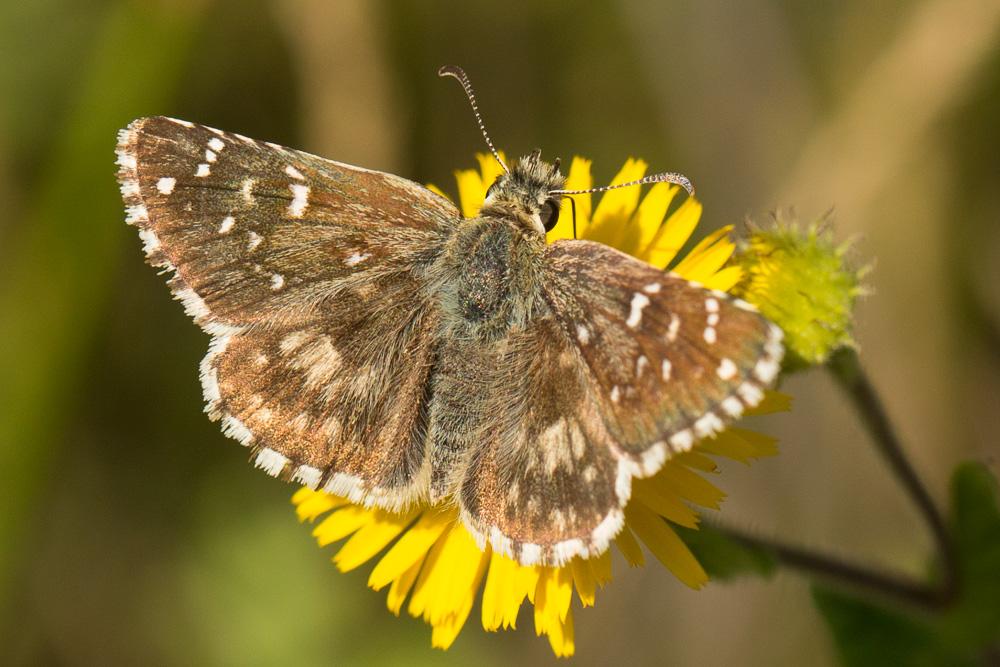 Hespérie de la Malope (L'), Vergeté (Le) Pyrgus onopordi (Rambur, 1839)