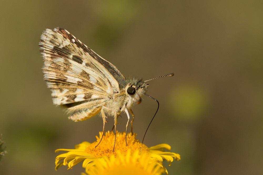 Hespérie de la Malope (L'), Vergeté (Le) Pyrgus onopordi (Rambur, 1839)