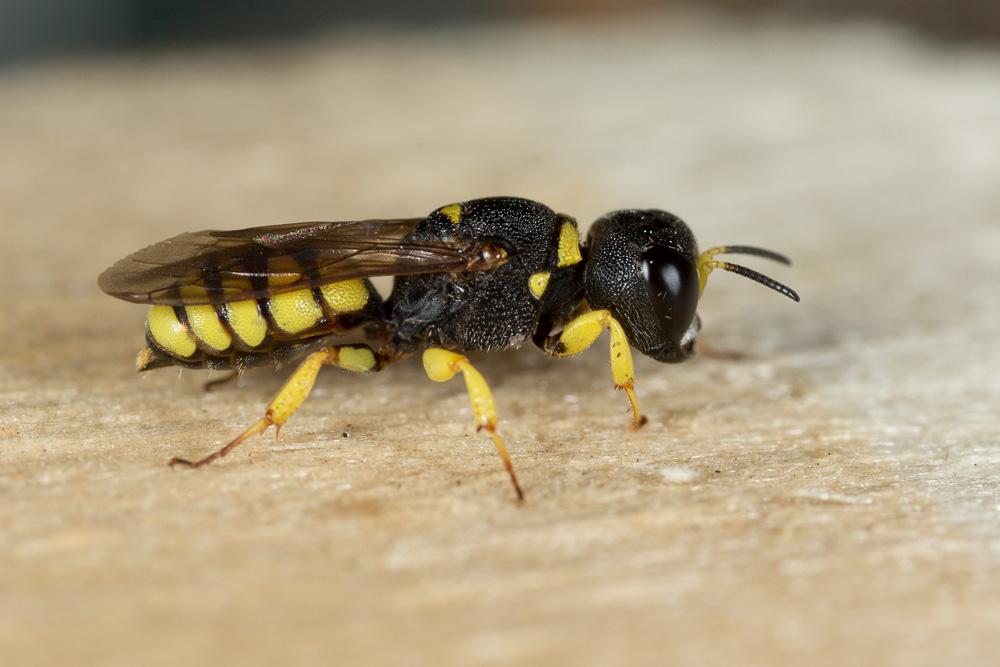 Lestica clypeata (Schreber, 1759)