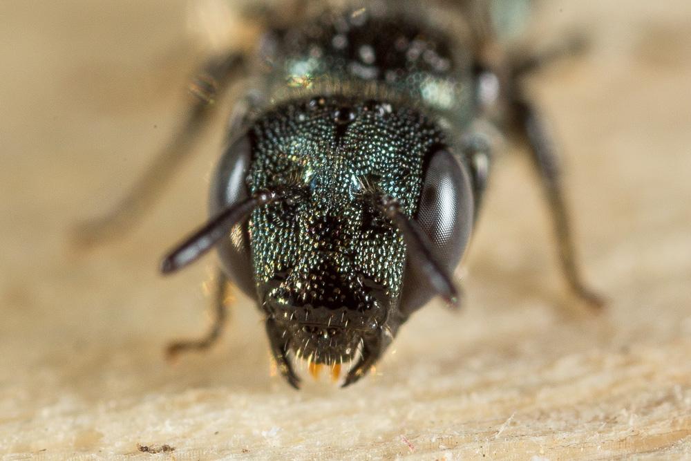 Cératine bleutée Ceratina cyanea (Kirby, 1802)