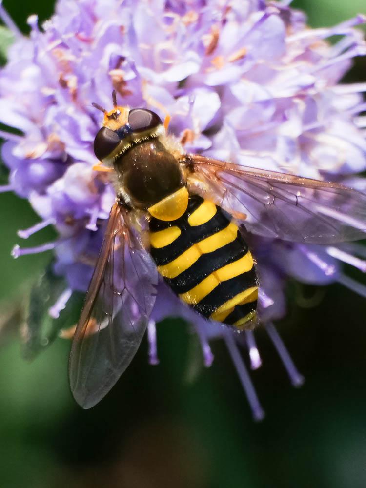 Syrphe du groseillier Syrphus ribesii (Linnaeus, 1758)