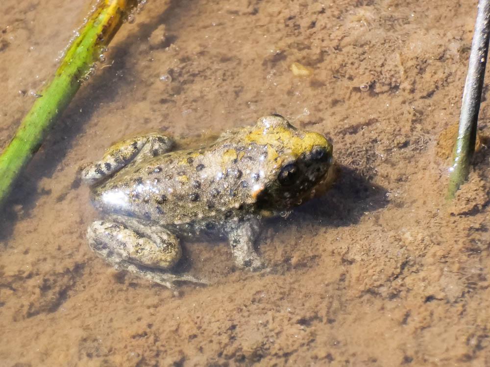 Pélodyte ponctué Pelodytes punctatus (Daudin, 1803)