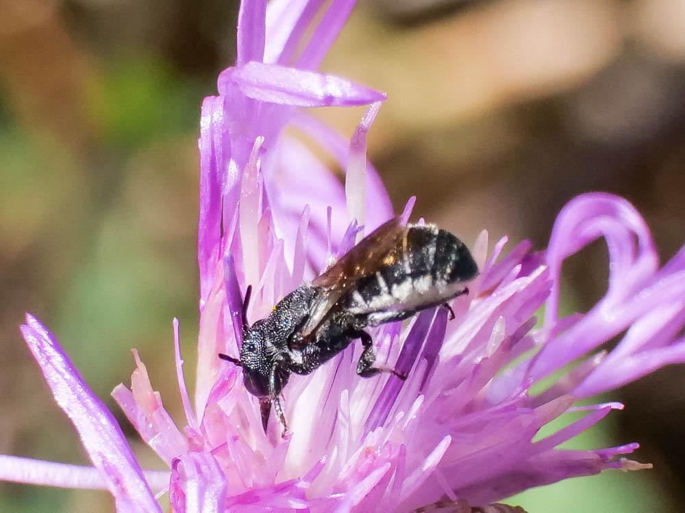 Megachile Latreille, 1802