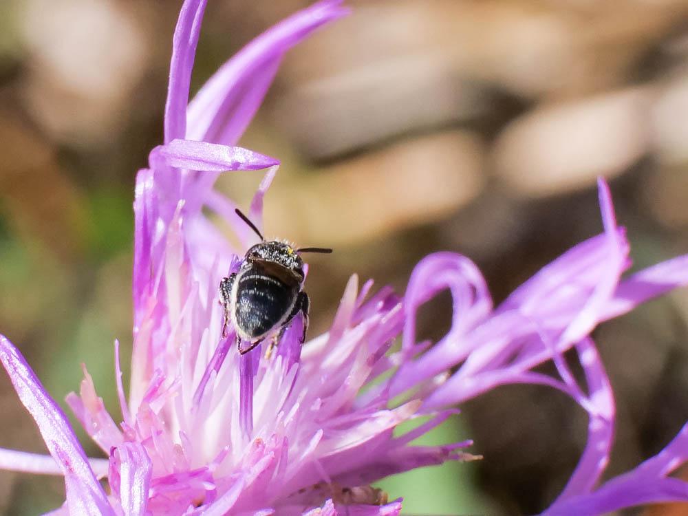 Megachile Latreille, 1802