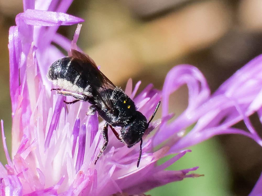Megachile Latreille, 1802