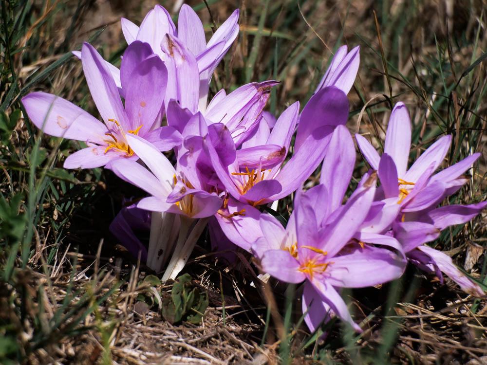 Colchicum L., 1753