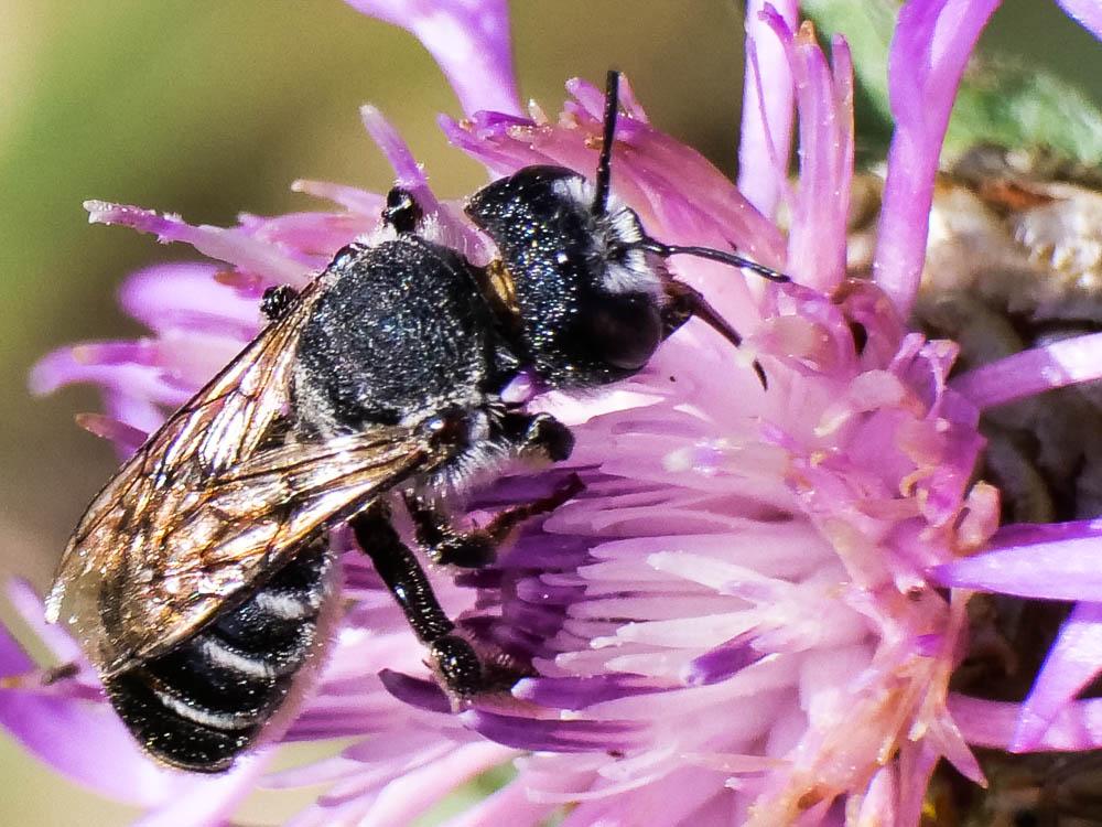 Megachile Latreille, 1802