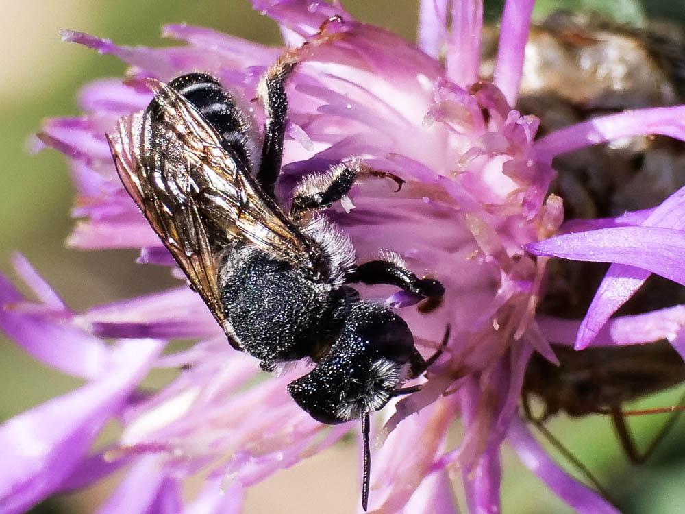 Megachile Latreille, 1802