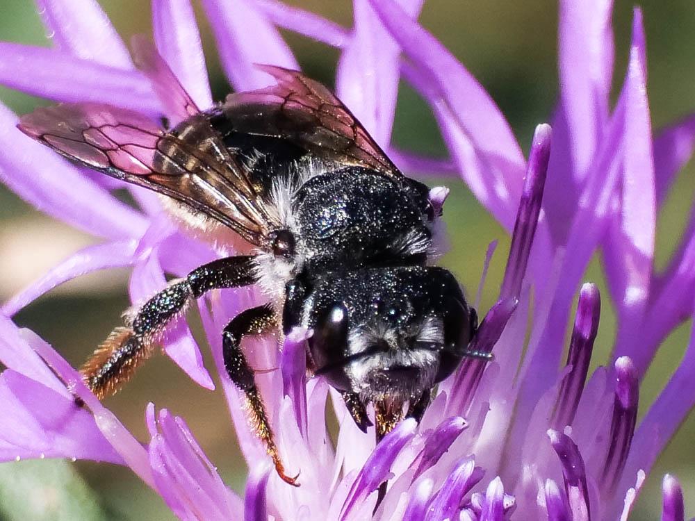  Megachile Latreille, 1802