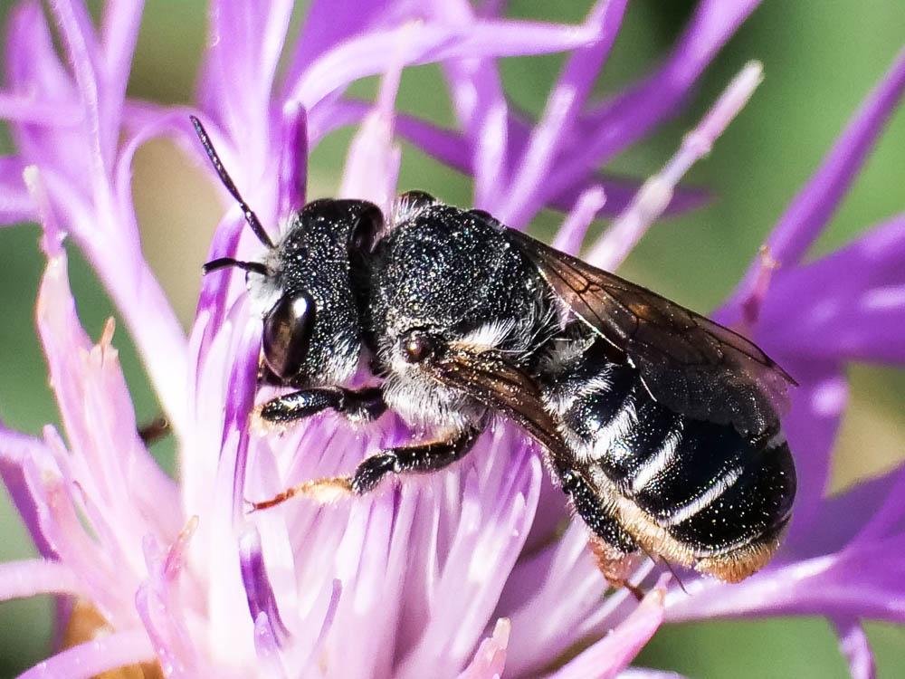  Megachile Latreille, 1802