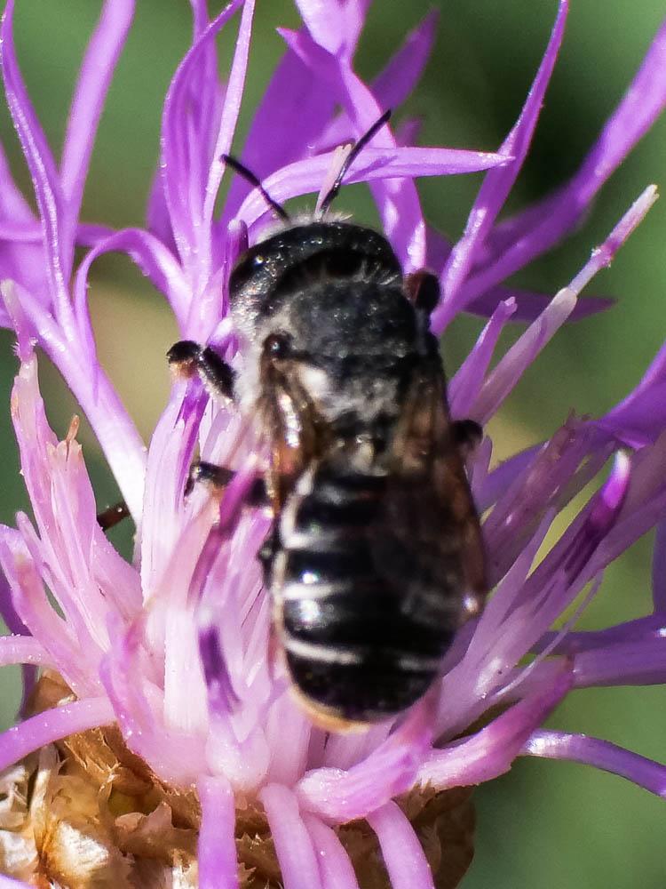  Megachile Latreille, 1802