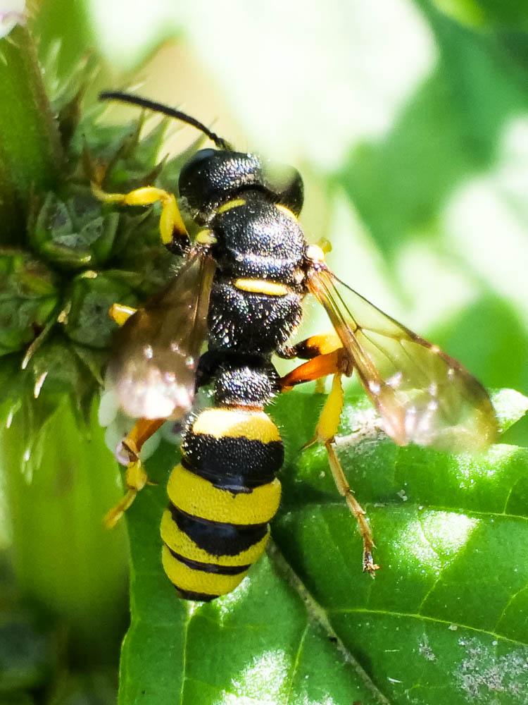 Cerceris rybyensis (Linnaeus, 1771)