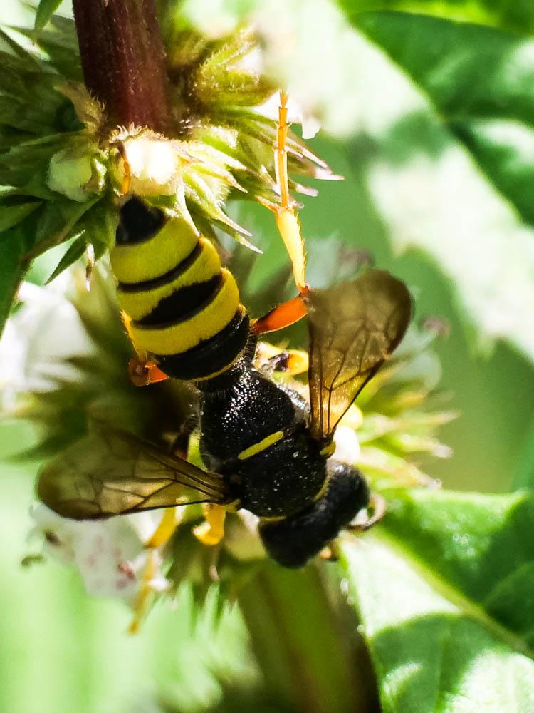 Cerceris rybyensis (Linnaeus, 1771)