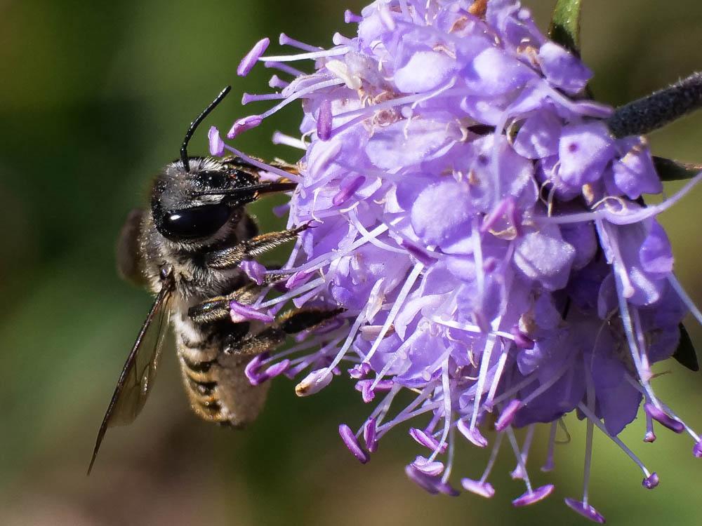  Megachile Latreille, 1802