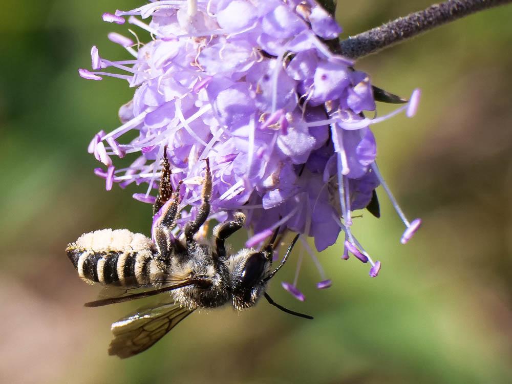 Megachile Latreille, 1802