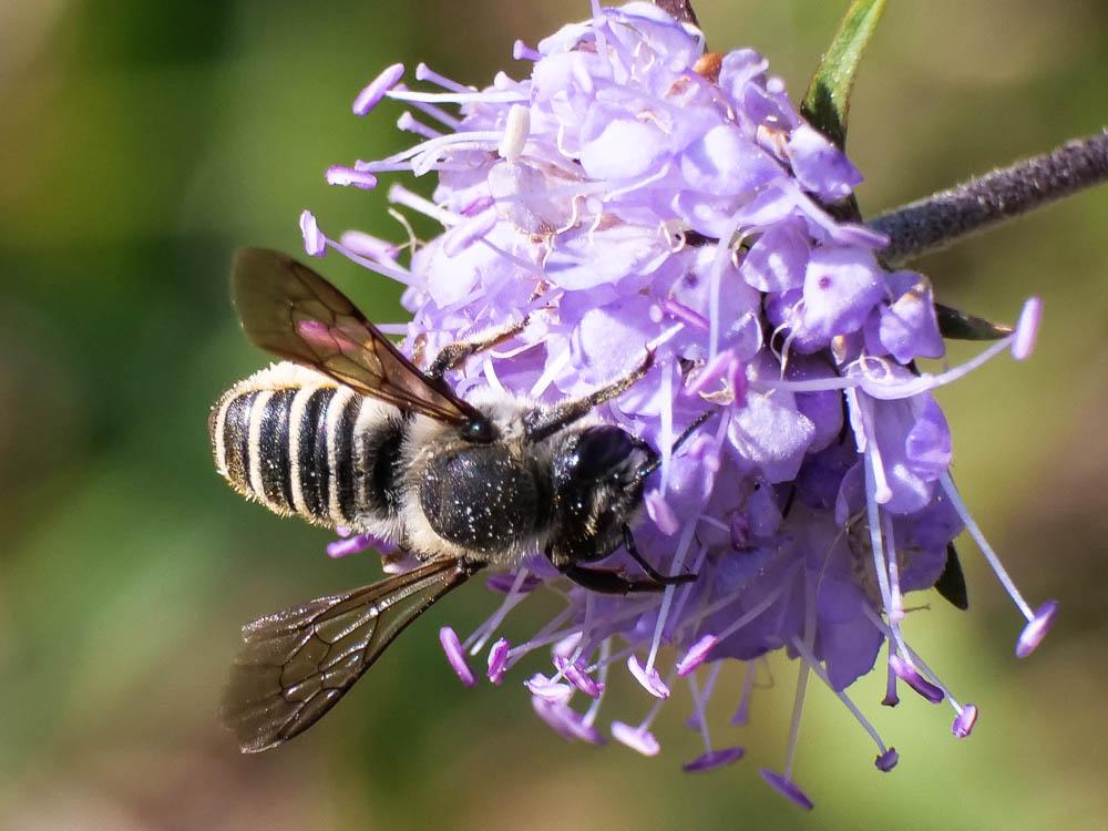  Megachile Latreille, 1802