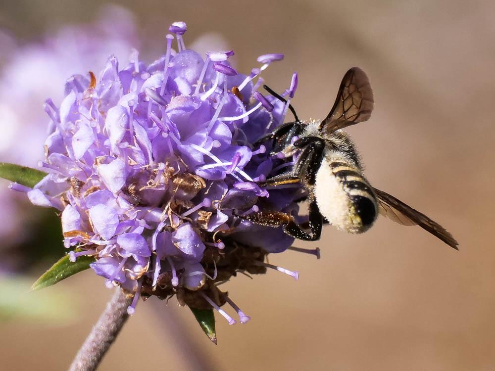  Megachile Latreille, 1802