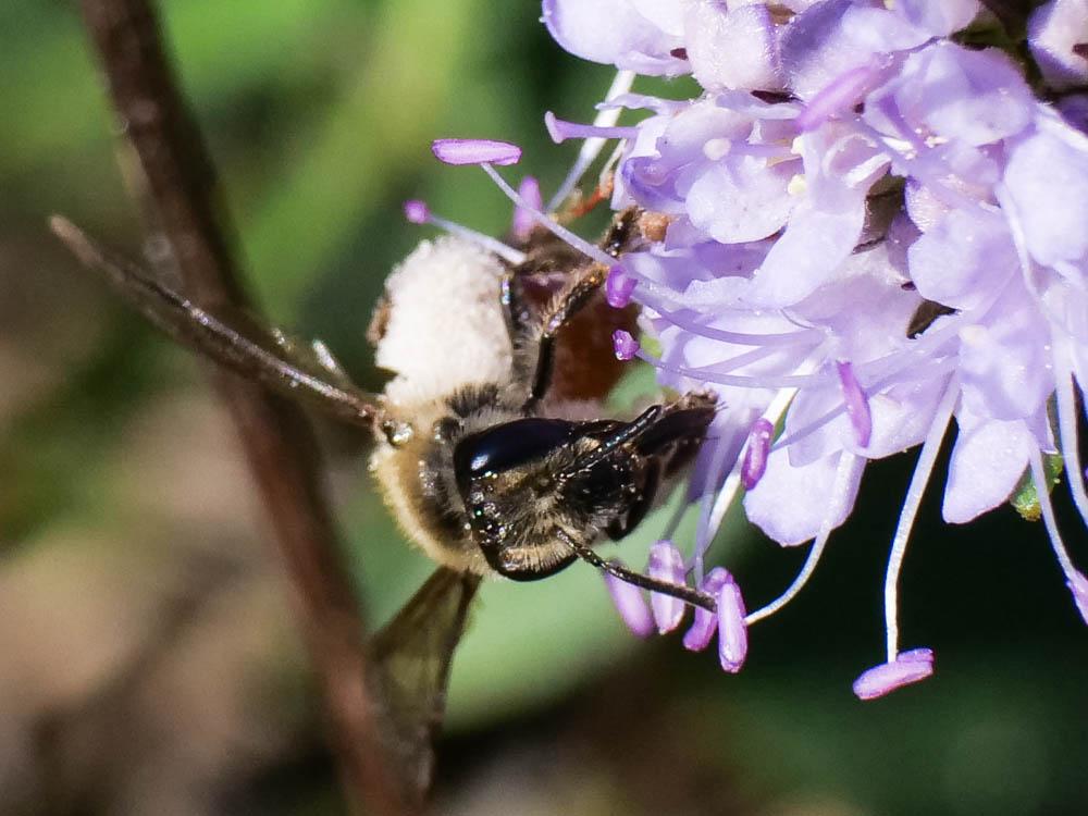Andrena marginata Fabricius, 1776