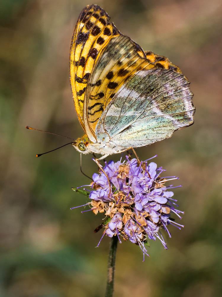 Tabac d'Espagne (Le), Nacré vert (Le), Barre argen Argynnis paphia (Linnaeus, 1758)