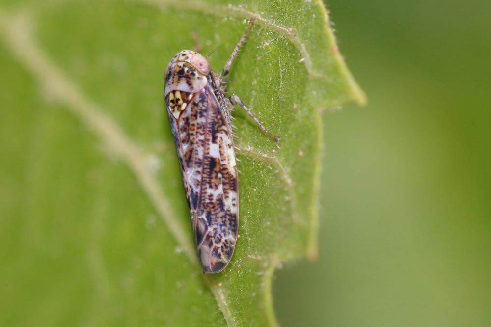  Allygus mixtus (Fabricius, 1794)
